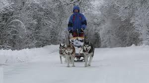 Husky