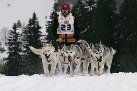 husky3